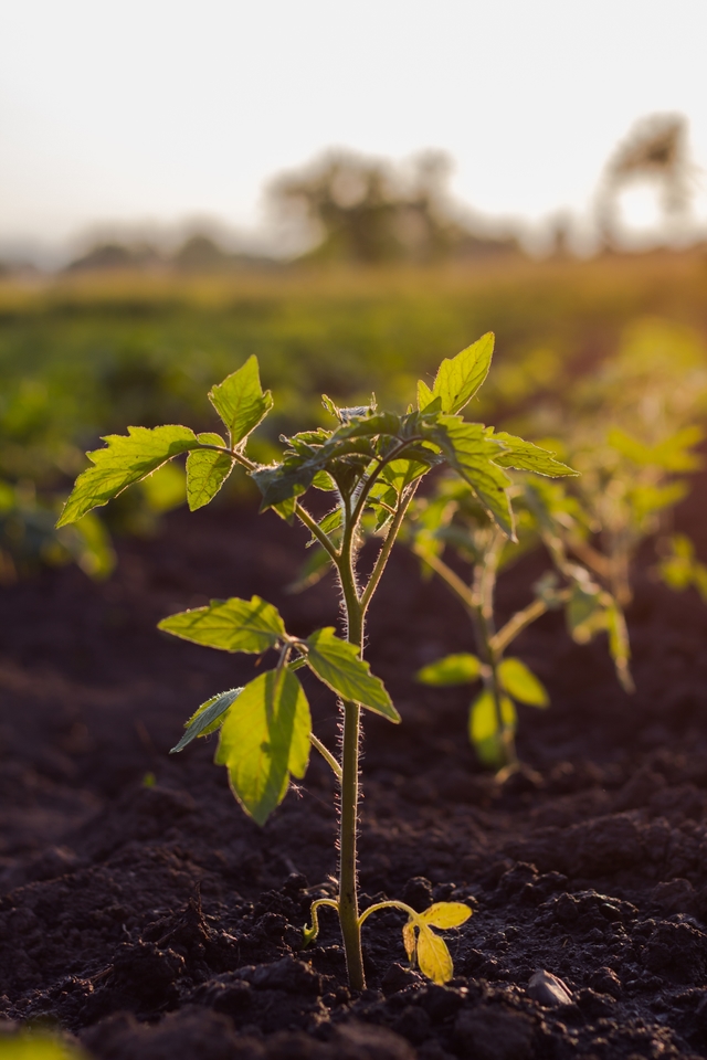 Sustainability_image